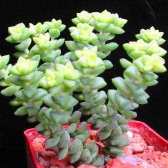 10 Crassula subaphylla Seeds + FREE Seeds with ALL Orders - Indigenous South African Succulent Shrub