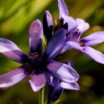 10 Babiana angustifolia Seeds - Indigenous South African Bulb Seeds for Sale in South Africa