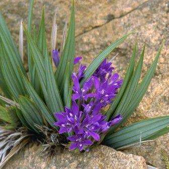 5 Babiana dregei Seeds - Indigenous South African Bulb Seeds for Sale in South Africa