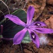 20 Babiana flabellifolia Seeds - Buy Seeds for South African Indigenous Bulbs - Worldwide Shipping!