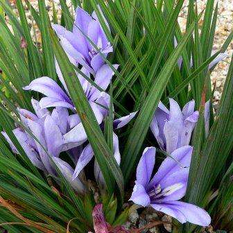 Babiana sambucina Seeds - Buy Seeds for South African Indigenous Bulbs - Worldwide Shipping!