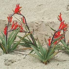 5 Babiana thunbergii Seeds - Buy Seeds for South African Indigenous Bulbs - Worldwide Shipping!