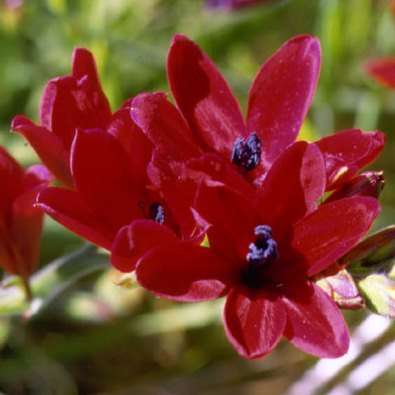 20 Babiana villosa Seeds - Buy Seeds for South African Indigenous Bulbs - Worldwide Shipping!