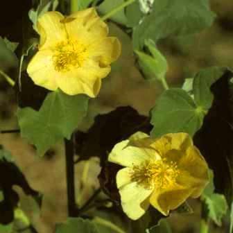 20 Abutilon angulatum Seeds ~ Spectacular Evergreen Flowering Shrub Seeds