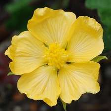 5 Abutilon sonneratianum Seeds "Flowering Maple" - Indigenous South African Shrub Seeds