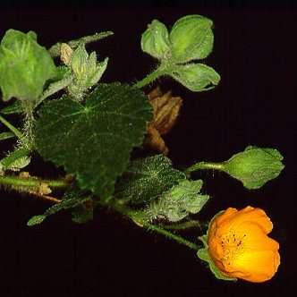 5 Abutilon sonneratianum Seeds "Flowering Maple" - Indigenous South African Shrub Seeds
