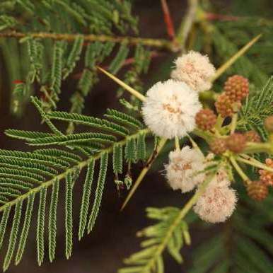 Acacia arenaria Seeds - Sand Acacia Tree Seeds - Indigenous - Scented Cream to Pink Flowers