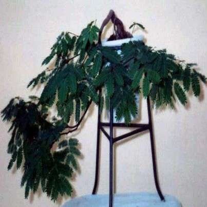 Acacia ataxacantha Bonsai Seeds - Vlamdoring, Flame Tree Seeds - Beautiful Hardy Indigenous Tree