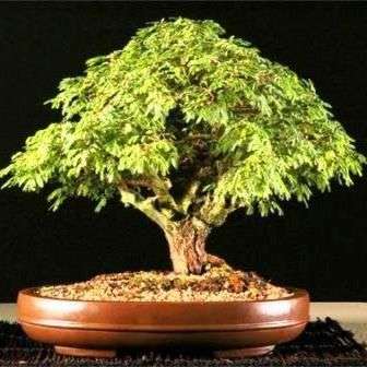 5 Acacia borleae Bonsai Seeds - Sticky Acacia, Sticky Thorn Seeds - Beautiful Hardy Indigenous Tree
