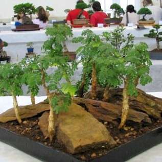 4 Acacia burkei Bonsai Seeds - Black Monkey Thorn, Swartapiesdoring -Beautiful Hardy Indigenous Tree