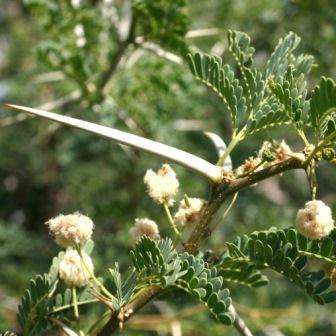 Acacia grandicornuta Seeds - Horned Thorn Tree - Beautiful Hardy Indigenous Tree