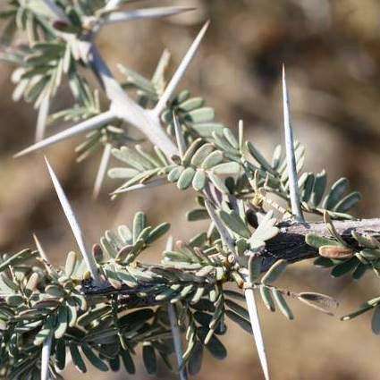 Acacia haematoxylon Seeds - Grey Camel Thorn; Vaalkameeldoring Tree - Beautiful Hardy Indigenous