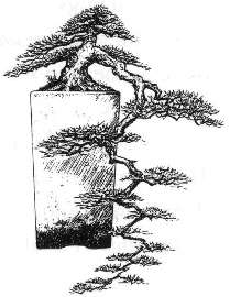 Acacia hebeclada ssp. chobiensis Bonsai Seeds - Chobe Candle Thorn - Beautiful Hardy Indigenous