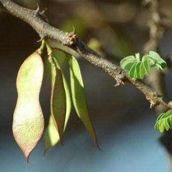 Acacia mellifera Seeds Black Thorn; Swaarthaak Tree - 10 Seeds Beautiful Hardy Indigenous Tree New