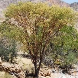 Acacia montis-usti Seeds - Brandberg Acacia - Beautiful Hardy Indigenous South African Native Tree