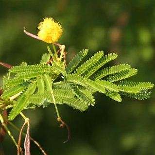 10 Acacia natalitia Seeds - Coastal Sweet Thorn Tree Seeds - Beautiful Hardy Indigenous