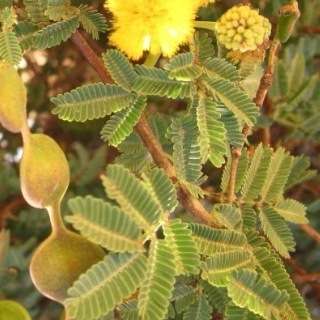 Acacia nilotica Seeds - Scented-pod Acacia, Egyptian Thorn Tree Seeds - Beautiful Hardy