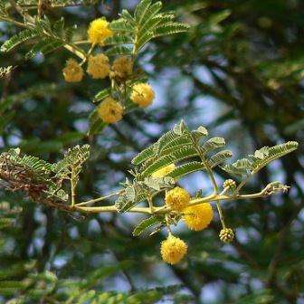 10 Acacia nilotica Seeds - Scented-pod Acacia, Egyptian Thorn Tree Seeds - Beautiful Hardy