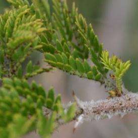 Acacia permixta Seeds - Hairy Acacia Tree Seeds - Beautiful Hardy Indigenous