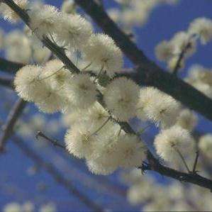 10 Acacia reficiens Seeds - False Umbrella Thorn Tree Seeds - Beautiful Hardy Indigenous