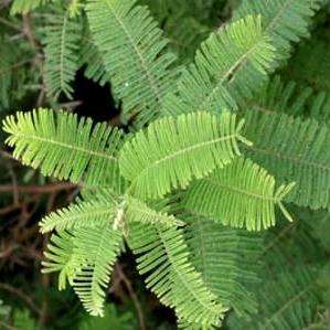 Acacia rehmanniana Seeds - Silky Thorn Tree Seeds - Beautiful Hardy Indigenous