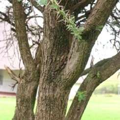 10 Acacia rehmanniana Seeds - Silky Thorn Tree Seeds - Beautiful Hardy Indigenous