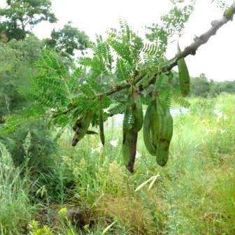 Acacia robusta Seeds - Splendid Thorn Tree Seeds - Beautiful Hardy Indigenous
