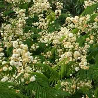 10 Acacia schweinfurthii Seeds - River climbing thorn Tree Seeds - Beautiful Hardy Indigenous