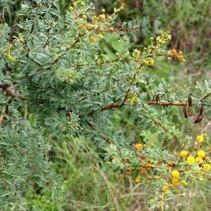 10 Acacia swazica Seeds - Swaziland Acacia Tree Seeds - Beautiful Hardy African Acacia