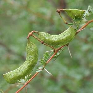 20 Acacia swazica Seeds - Swaziland Acacia Tree Seeds - Beautiful Hardy African Acacia