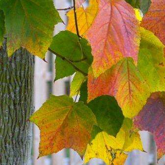 Acer grosseri var. hersii Bonsai Seeds - Snakebark Maple Seeds + Free Bonsai eBook - Exotic