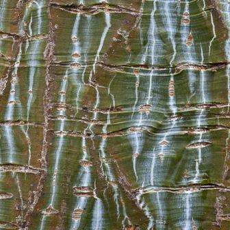 5 Acer grosseri var. hersii Seeds - Snakebark Maple Seeds + Get Free Seeds- Exotic Frost Hardy Tree