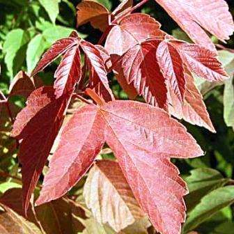 Acer negundo - Boxelder Maple Seeds + Get Free Seeds- Exotic Frost Hardy Tree Ash-leaf Maple