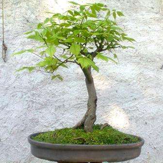 10 Acer negundo, Boxelder Maple Bonsai Seeds + Free Bonsai eBook - Exotic Ash Maple, Ash-leaf Maple