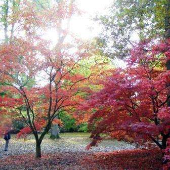 10 Acer palmatum - Japanese Maple Tree Seeds + Get Free Seeds with ALL orders! - Exotic Frost Hardy
