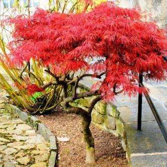 Acer palmatum - Japanese Maple Tree Seeds + Get Free Seeds with ALL orders! - Exotic Frost Hardy