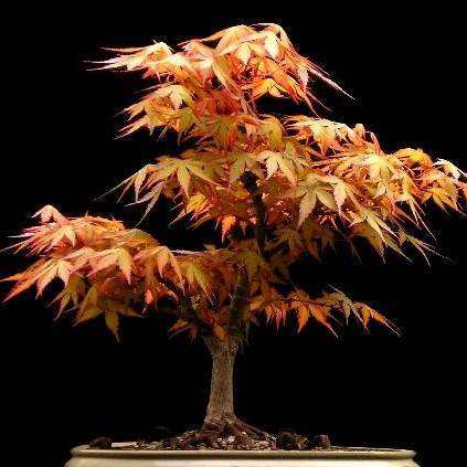 10 Acer palmatum - Japanese Maple Bonsai Seeds + Free Bonsai eBook - Exotic Frost Hardy
