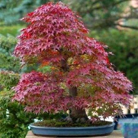 Bloodgood Japanese Maple, Acer palmatum 'Bloodgood' Bonsai Seeds + Free eBook - Exotic Frost Hardy