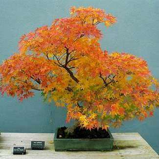 10 Acer palmatum Hogyoku - Japanese Maple 'Hogyoku' Bonsai Seeds + Free eBook - Exotic Frost Hardy