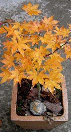 5 Acer palmatum Hogyoku - Japanese Maple 'Hogyoku' Bonsai Seeds + Free eBook - Exotic Frost Hardy