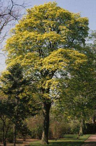 Acer pseudoplatanus - Sycamore Maple Tree Seeds + Get Free Seeds - Exotic Frost Hardy
