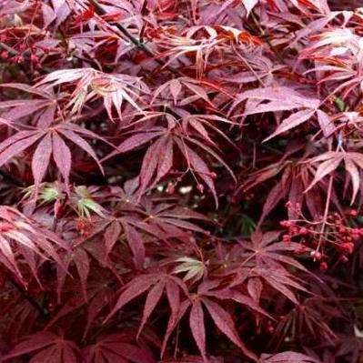 Acer palmatum Suminagashi - Japanese Maple Suminagashi Tree Seeds + Get Free Seeds - Frost Hardy
