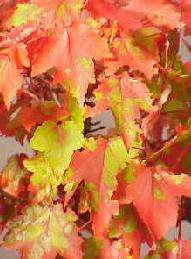 5 Acer rubrum - Red Maple Seeds + Get Free Seeds- Exotic Frost Hardy Tree