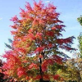 10 Acer rubrum - Red Maple Seeds + Get Free Seeds- Exotic Frost Hardy Tree