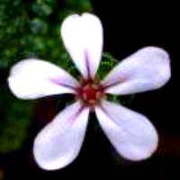 5 Adenandra obtusata Seeds - Aromatic South African Indigenous Shrub - Combined Global Shipping