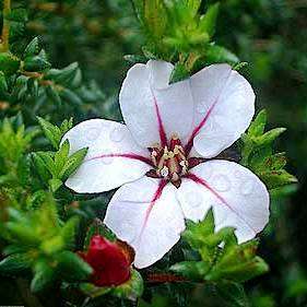 3 Adenandra uniflora Seeds - Aromatic South African Indigenous Fynbos Shrub Combined Global Shipping