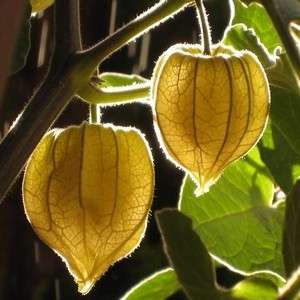 25 Cape Gooseberry Seeds - Physalis peruviana Fruit Seeds - Appelliefie - Annual Perennial Medicinal