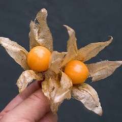 100 Cape Gooseberry Seeds - Physalis peruviana Fruit - Appelliefie - Bulk Annual Perennial Medicinal