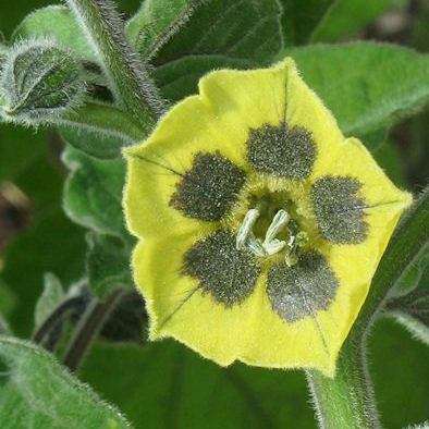 25 Cape Gooseberry Seeds - Physalis peruviana Fruit Seeds - Appelliefie - Annual Perennial Medicinal