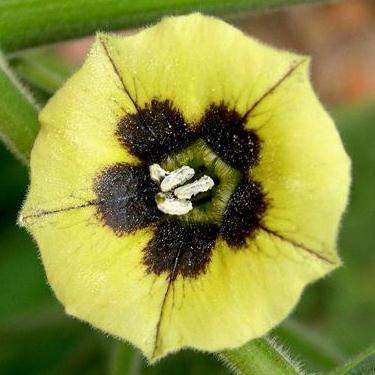 50 Cape Gooseberry Seeds - Physalis peruviana Fruit - Appelliefie - Bulk Annual Perennial Medicinal